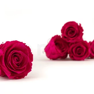 Preserved Rose L Hot Pink (set of 8)