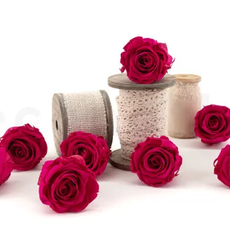 Preserved Rose L Hot Pink (set of 8)