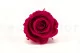 Preserved Rose L Hot Pink (set of 8) 6