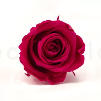 Preserved Rose L Hot Pink (set of 8)