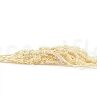Preserved Amaranthus White