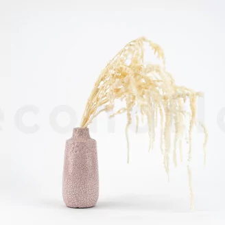Preserved Amaranthus White