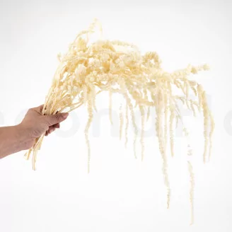 Preserved Amaranthus White