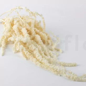 Preserved Amaranthus White