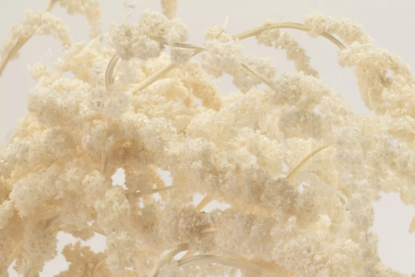 Preserved Amaranthus White