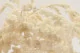 Preserved Amaranthus White 1