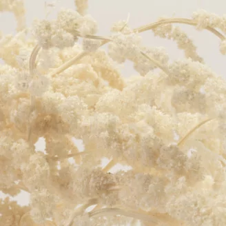Preserved Amaranthus White