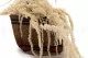 Preserved Amaranthus White 2