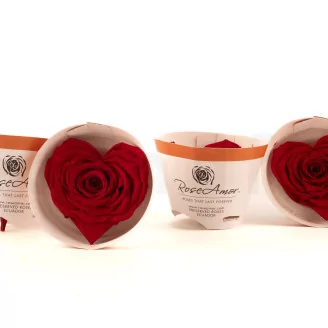 Preserved Heart-Shaped Rose Red (set of 4)