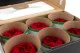 Preserved Rose Peony Red (set of 6) 3