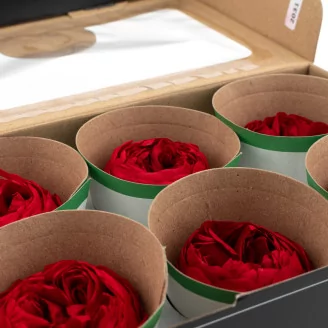 Preserved Rose Peony Red (set of 6)
