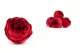 Preserved Rose Peony Red (set of 6) 7