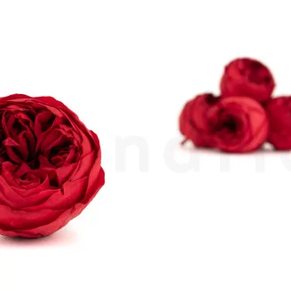 Preserved Rose Peony Red (set of 6)
