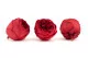 Preserved Rose Peony Red (set of 6) 4