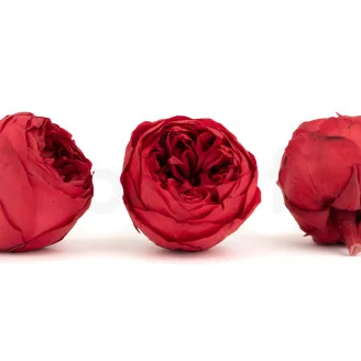 Preserved Rose Peony Red (set of 6)