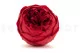 Preserved Rose Peony Red (set of 6) 2
