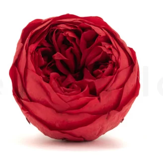 Preserved Rose Peony Red (set of 6)