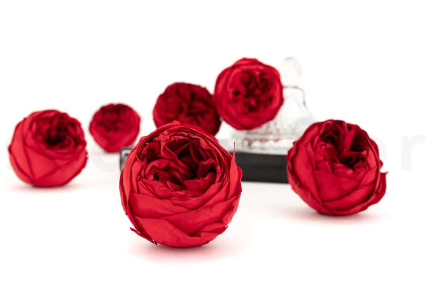 Preserved Rose Peony Red (set of 6)
