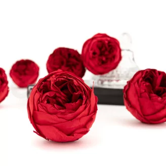 Preserved Rose Peony Red (set of 6)