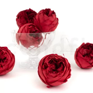 Preserved Rose Peony Red (set of 6)
