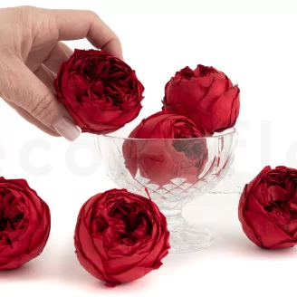 Preserved Rose Peony Red (set of 6)