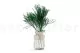 Preserved Lepidium 2
