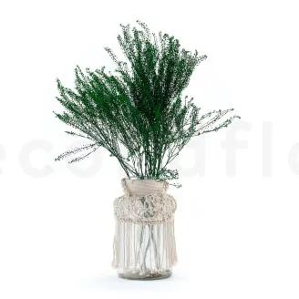 Preserved Lepidium