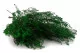 Preserved Lepidium 6