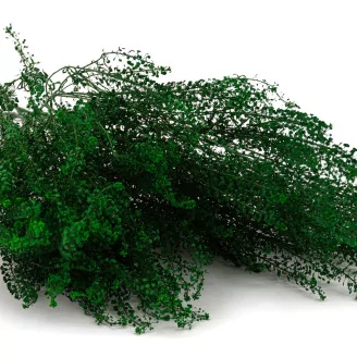 Preserved Lepidium
