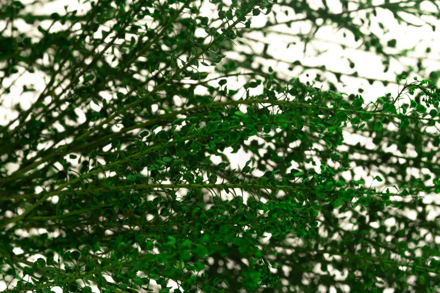 Preserved Lepidium
