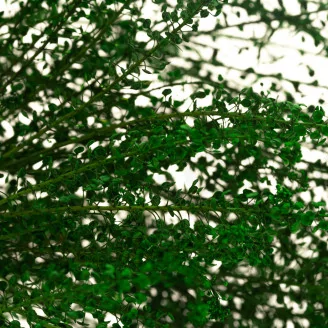 Preserved Lepidium