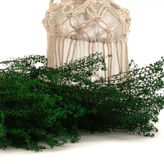 Preserved Lepidium