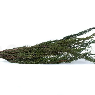 Preserved Cypress