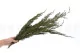 Preserved Cypress 2