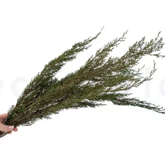 Preserved Cypress
