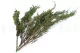 Preserved Cypress 10