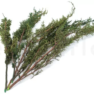 Preserved Cypress