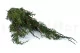 Preserved Cypress 11