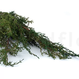 Preserved Cypress