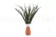 Preserved Cypress 4