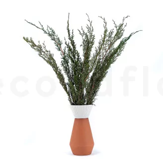Preserved Cypress