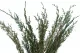 Preserved Cypress 5