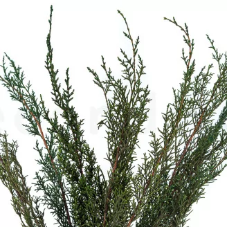 Preserved Cypress