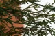 Preserved Cypress 6