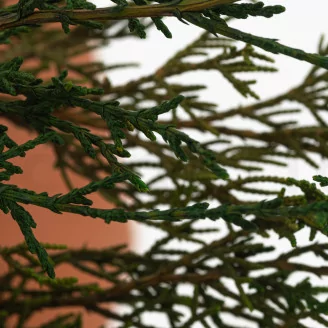 Preserved Cypress