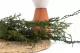 Preserved Cypress 8