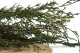 Preserved Cypress 9