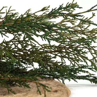 Preserved Cypress