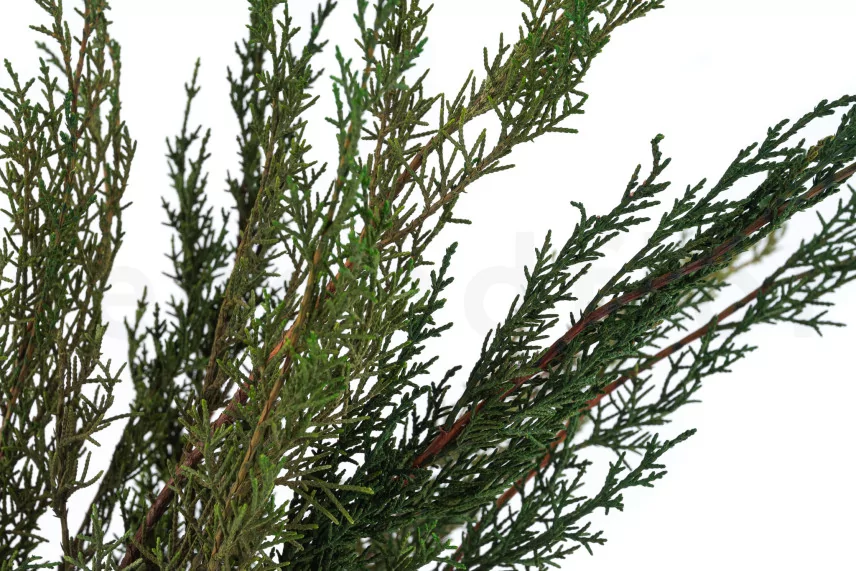 Preserved Cypress