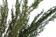 Preserved Cypress 1